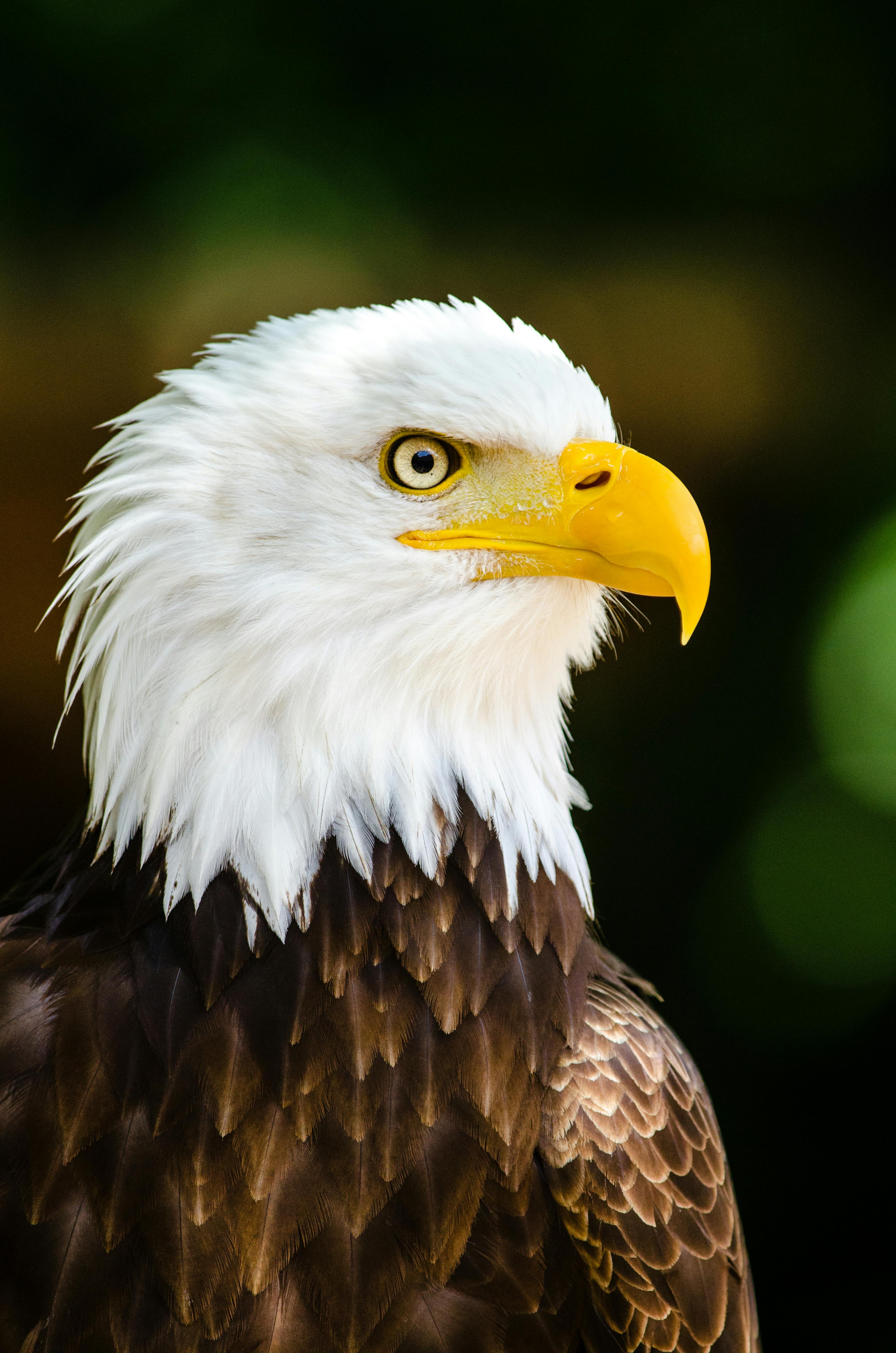 Featured image of post Eagle Wallpaer - Beautiful background bald eagle in flight, wings spread hd wallpapers for mobile phones and laptops.
