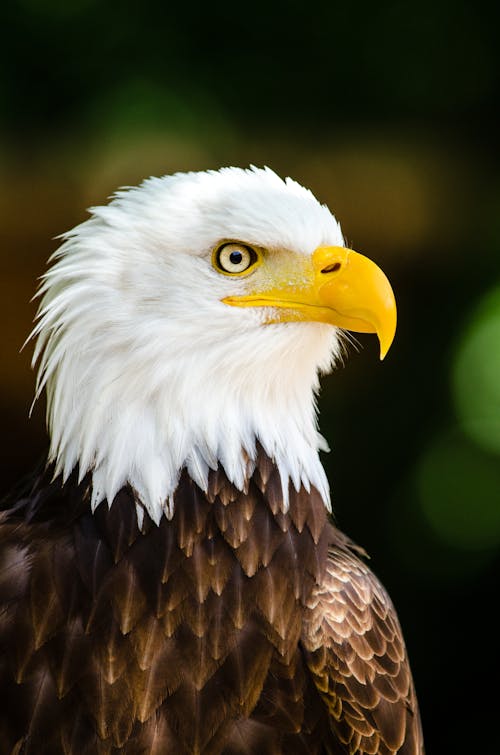 Foto d'estoc gratuïta de àguila, àguila calba, animal