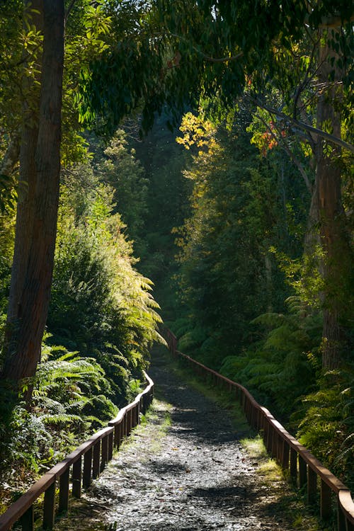 бесплатная Бесплатное стоковое фото с вертикальный выстрел, деревья, деревянный забор Стоковое фото