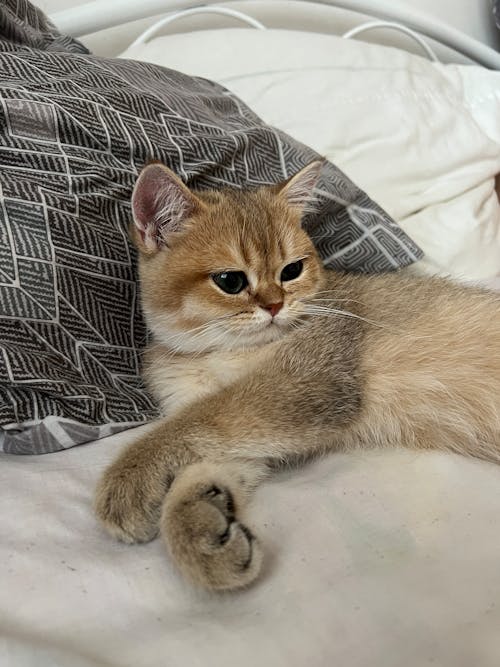 Cute Cat Lying on Bed