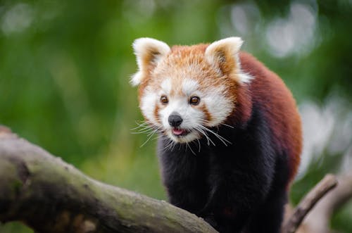 bezplatná Základová fotografie zdarma na téma divočina, domácí mazlíček, panda červená Základová fotografie