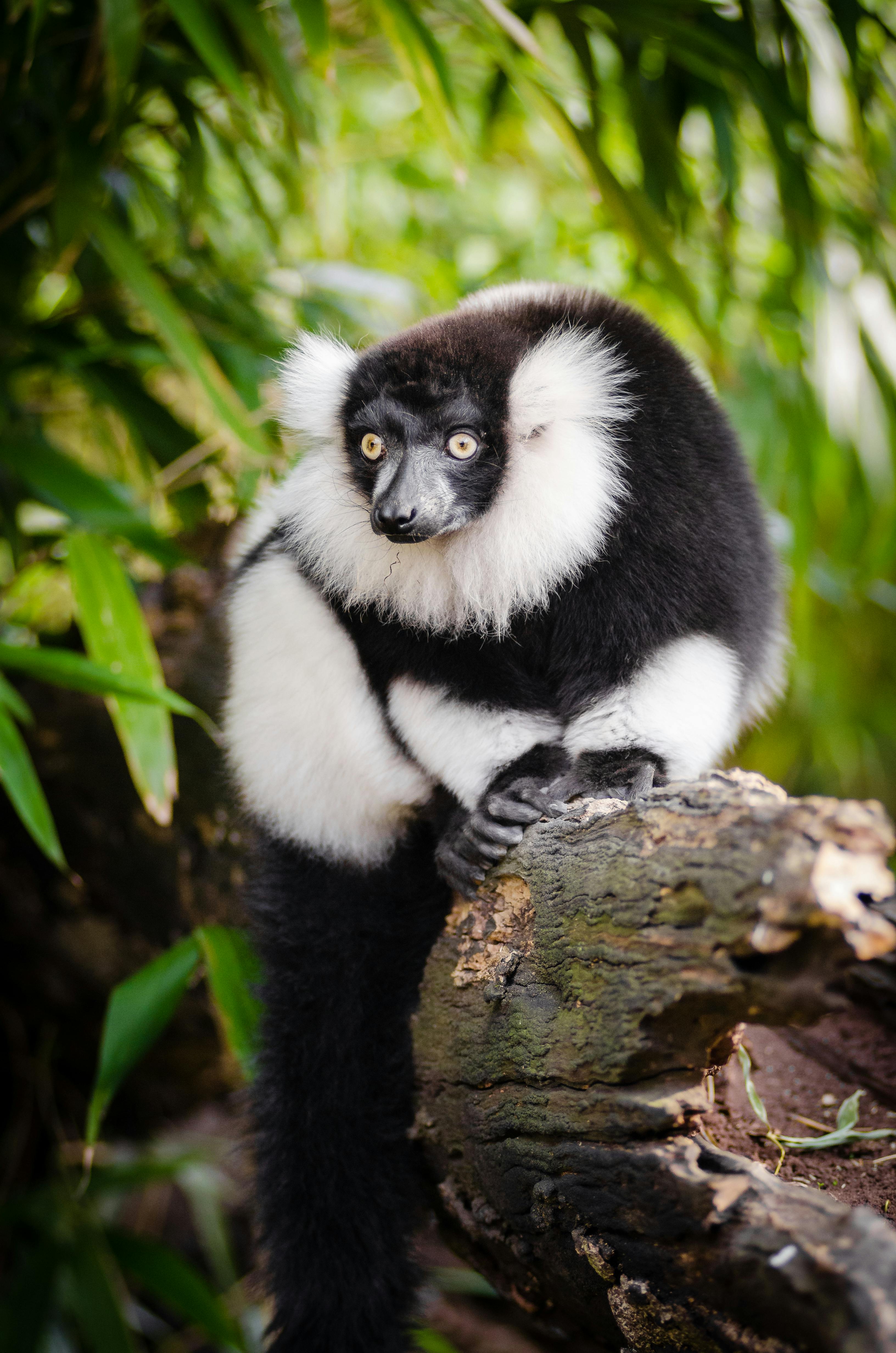 Black Long Fur Animal With Yellow Claws on Tree Trunk during Day Time ...