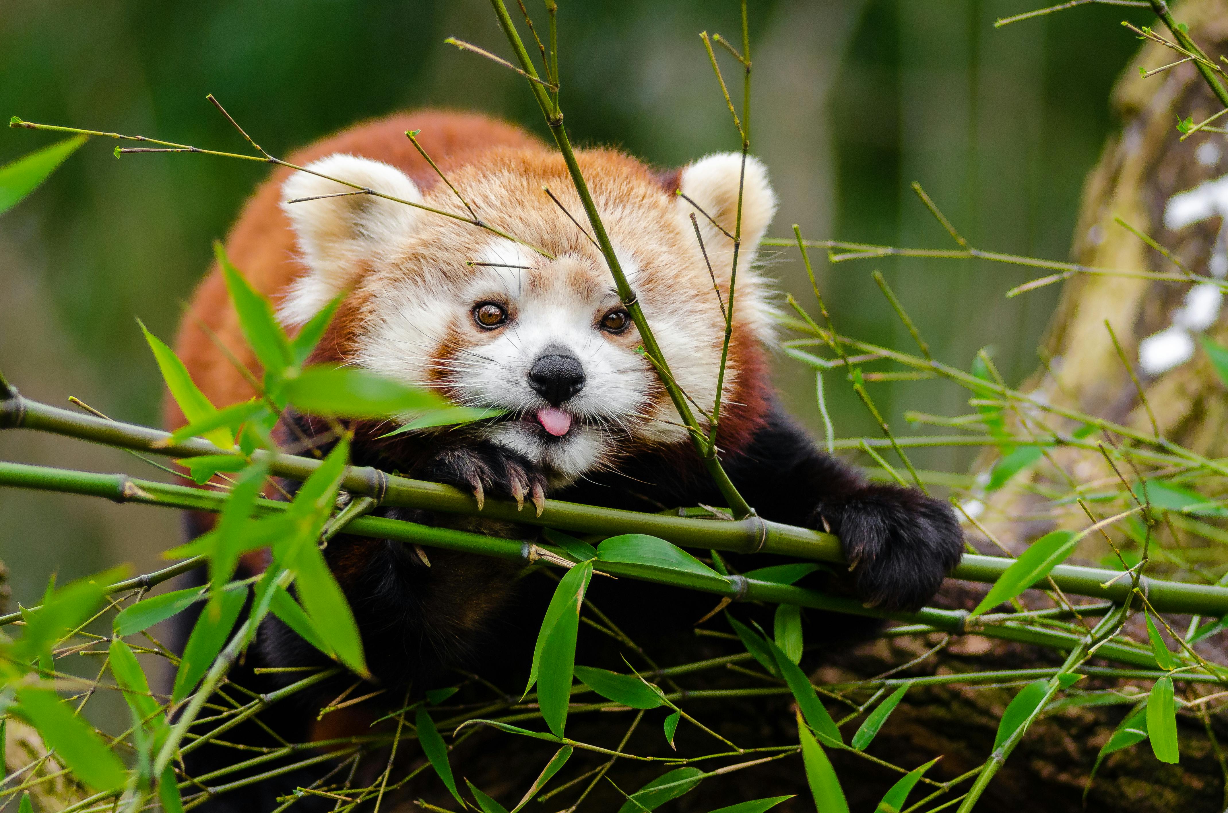 Cute red panda wallpaper for you to download and use as your awesome cute  background  Cat painting Painting wallpaper Red cat