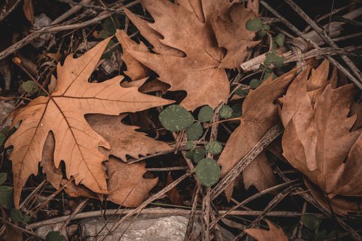 A close-up of dry autumn leaves scattered with greenery on a forest floor.. close, autumn, leaves