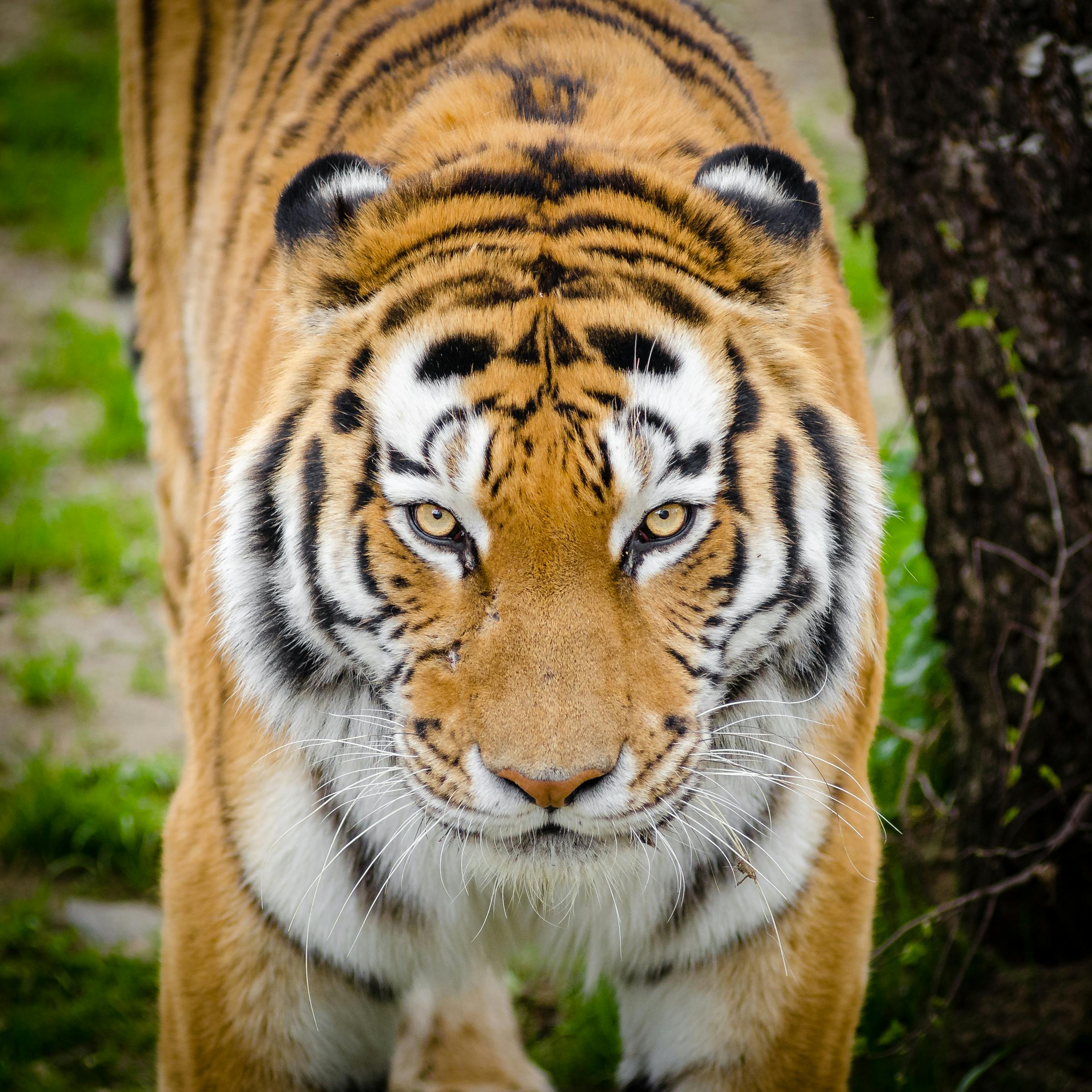 Siberian Tiger Wallpapers  Top Free Siberian Tiger Backgrounds   WallpaperAccess