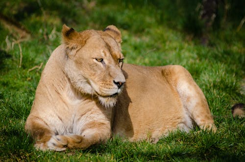 Brown Lioness Laying on Green Grass during Daytime