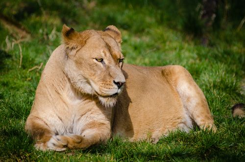 Free A serene lioness laying relaxed on a sunlit grassy field, embodying grace and power in nature. Stock Photo