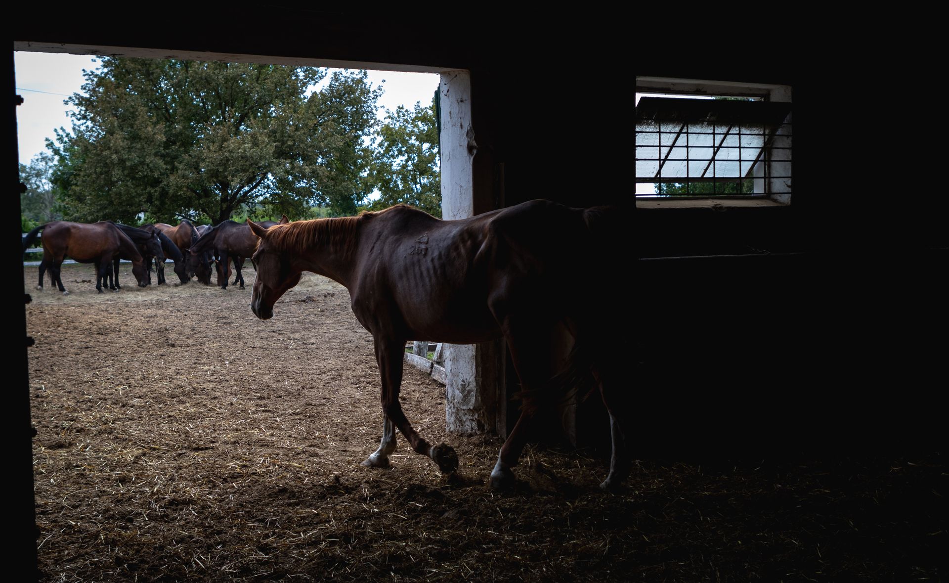 Horses in a Stable and Corral