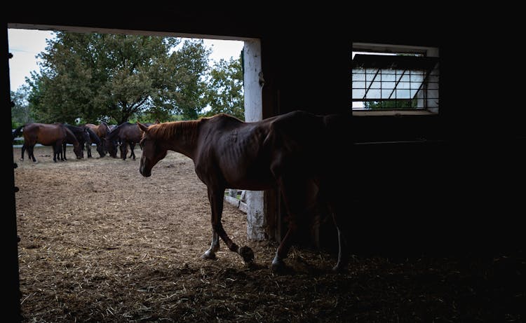 Horses In A Stable And Corral 