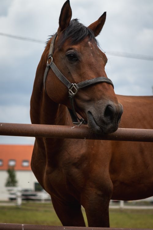 Free A detailed shot of a majestic brown horse standing behind a fence in a rural setting. Stock Photo
