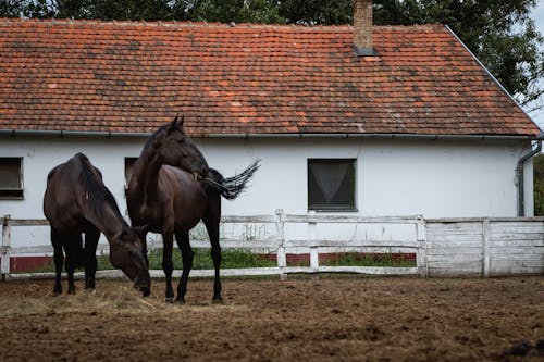 ağıl, atlar, çiftlik evi içeren Ücretsiz stok fotoğraf