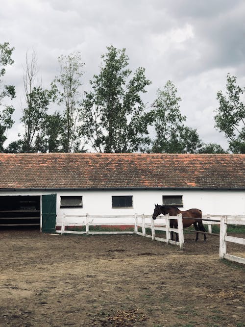 Δωρεάν στοκ φωτογραφιών με αγρόκτημα, άλογο, γεωργία Φωτογραφία από στοκ φωτογραφιών