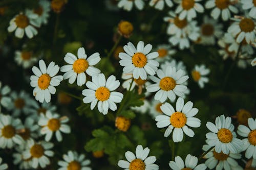 Бесплатное стоковое фото с белые маргаритки, белые цветы, выборочный фокус