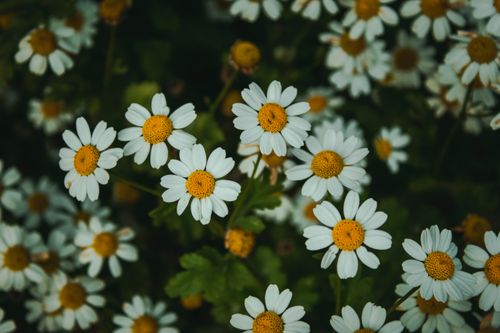 Free Vibrant white daisies with yellow centers captured with a focus on the natural growth. Stock Photo