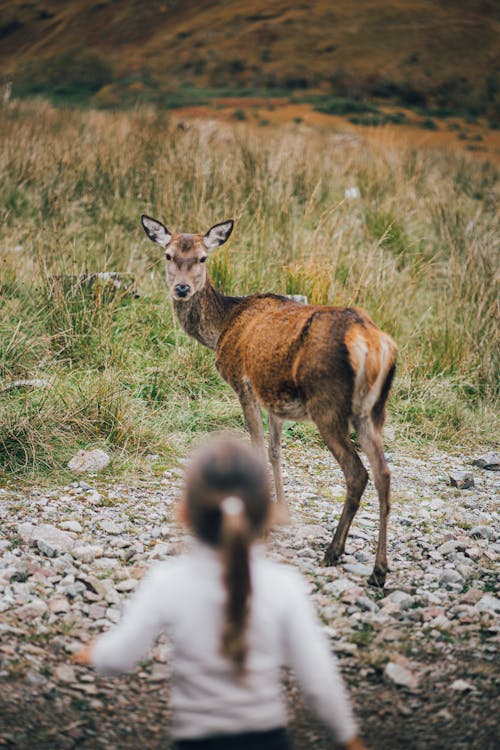 A Red Deer Standing near a Child