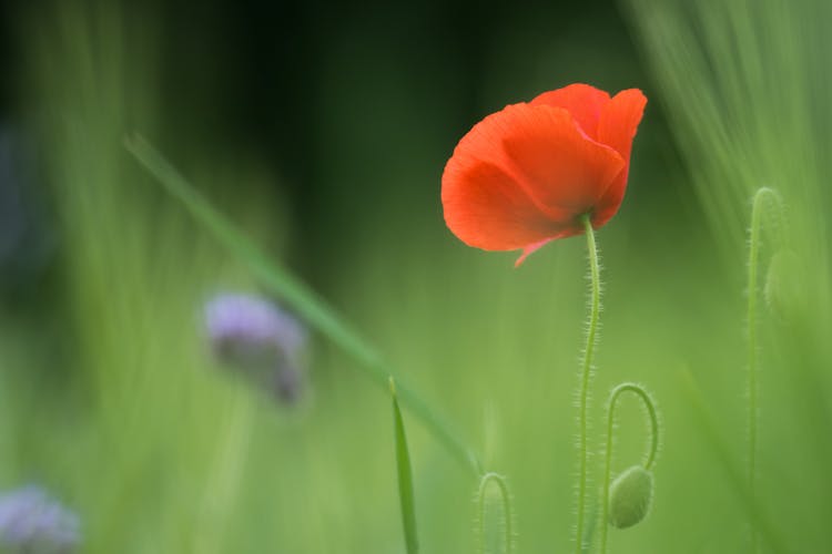 Blooming Poppy Flower Close-Up Photo