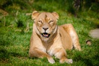 Brown Lion Eating Meat · Free Stock Photo