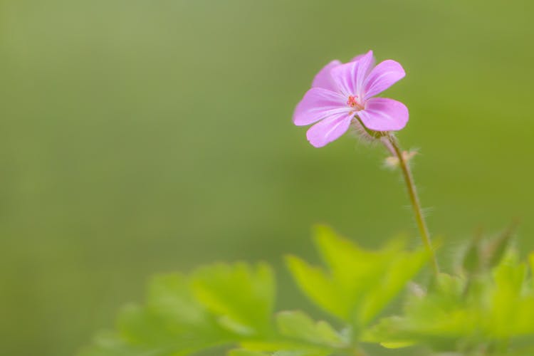 A Flower In Bloom