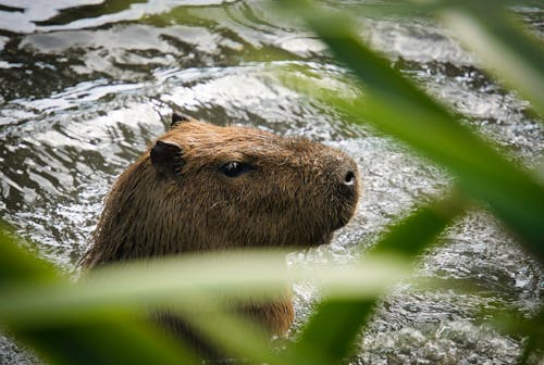 Close-up of a Capybara in Water 