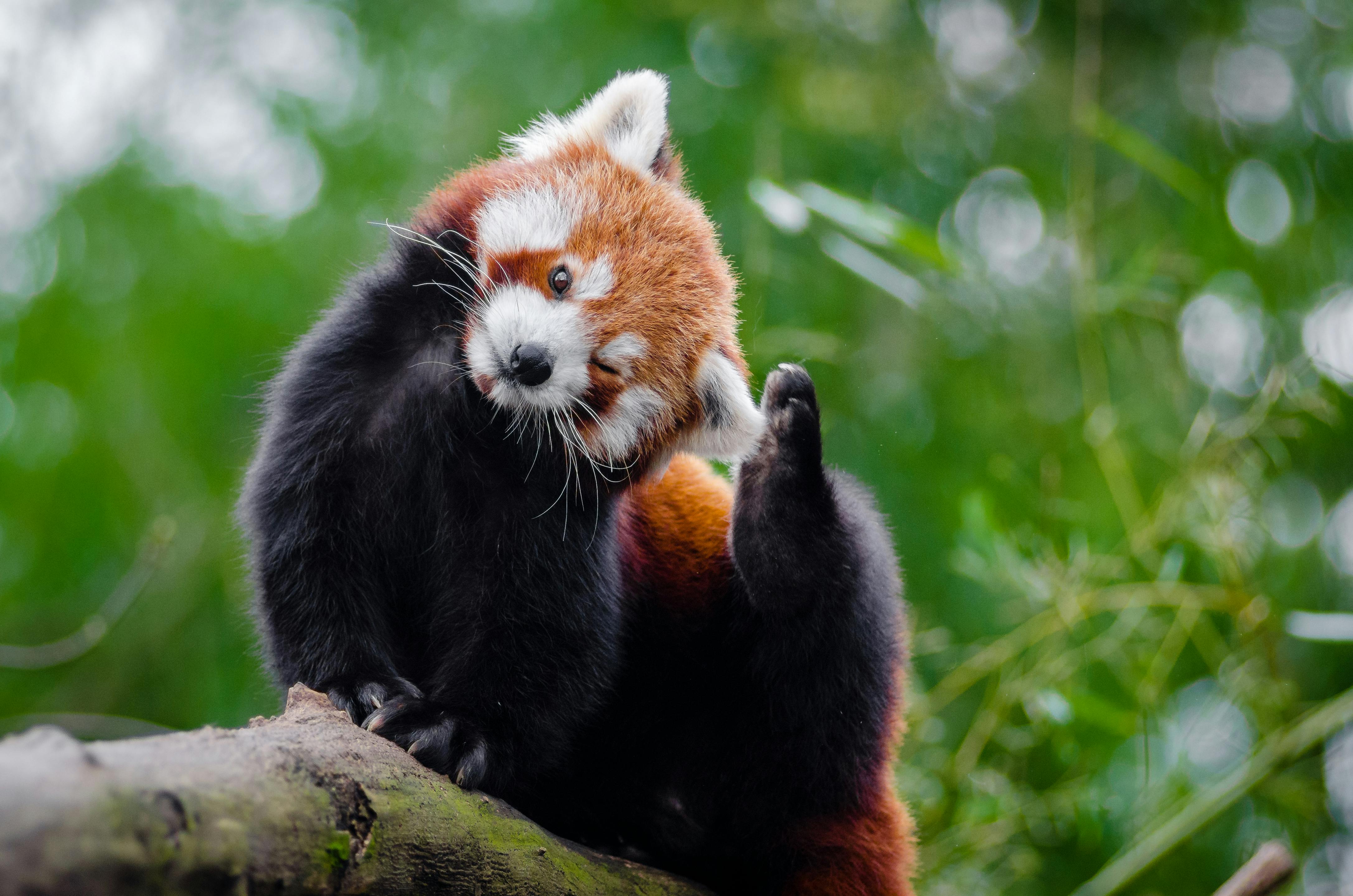 Free stock photo of adorável animais selvagens animal