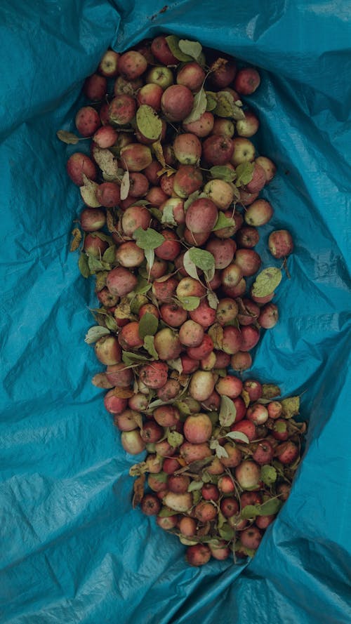 Close-up of Harvested Apples