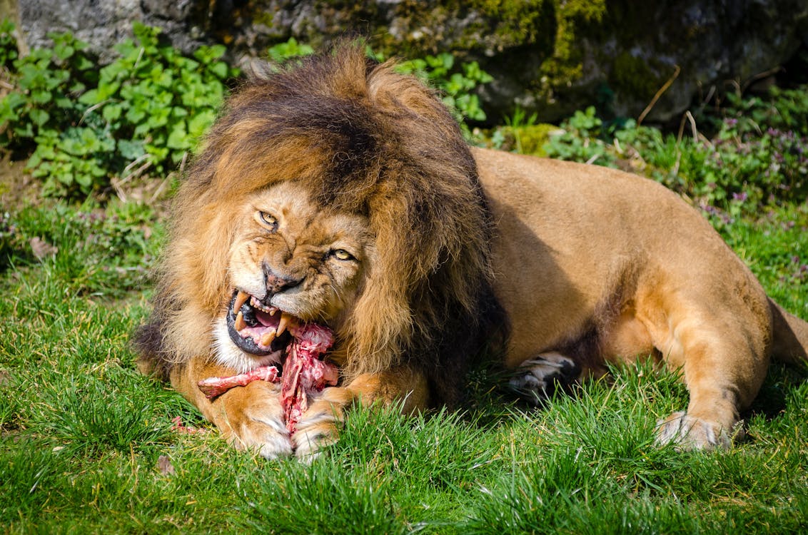 Brown Lion Eating Meat