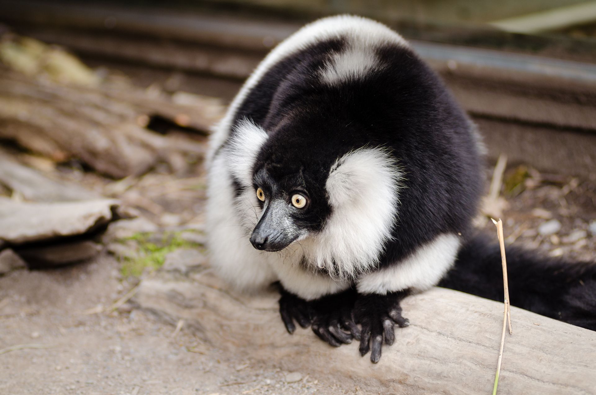 Close-up of a black and white ruffed lemur (Varecia variegata) sitting outdoors, showcasing its distinct fur and bright eyes.