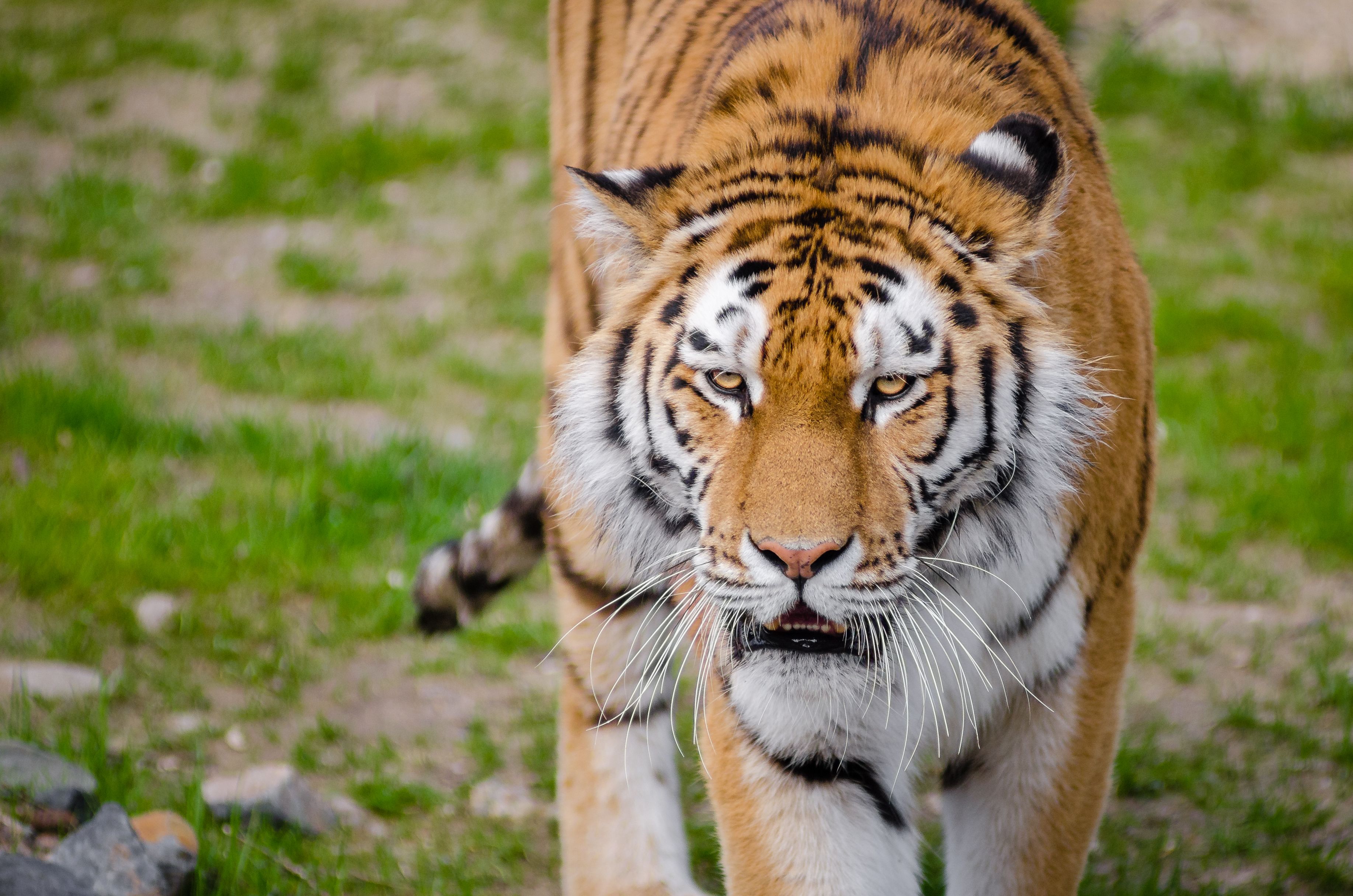 Kostenloses Foto zum Thema: amur-tiger, draußen, dschungel