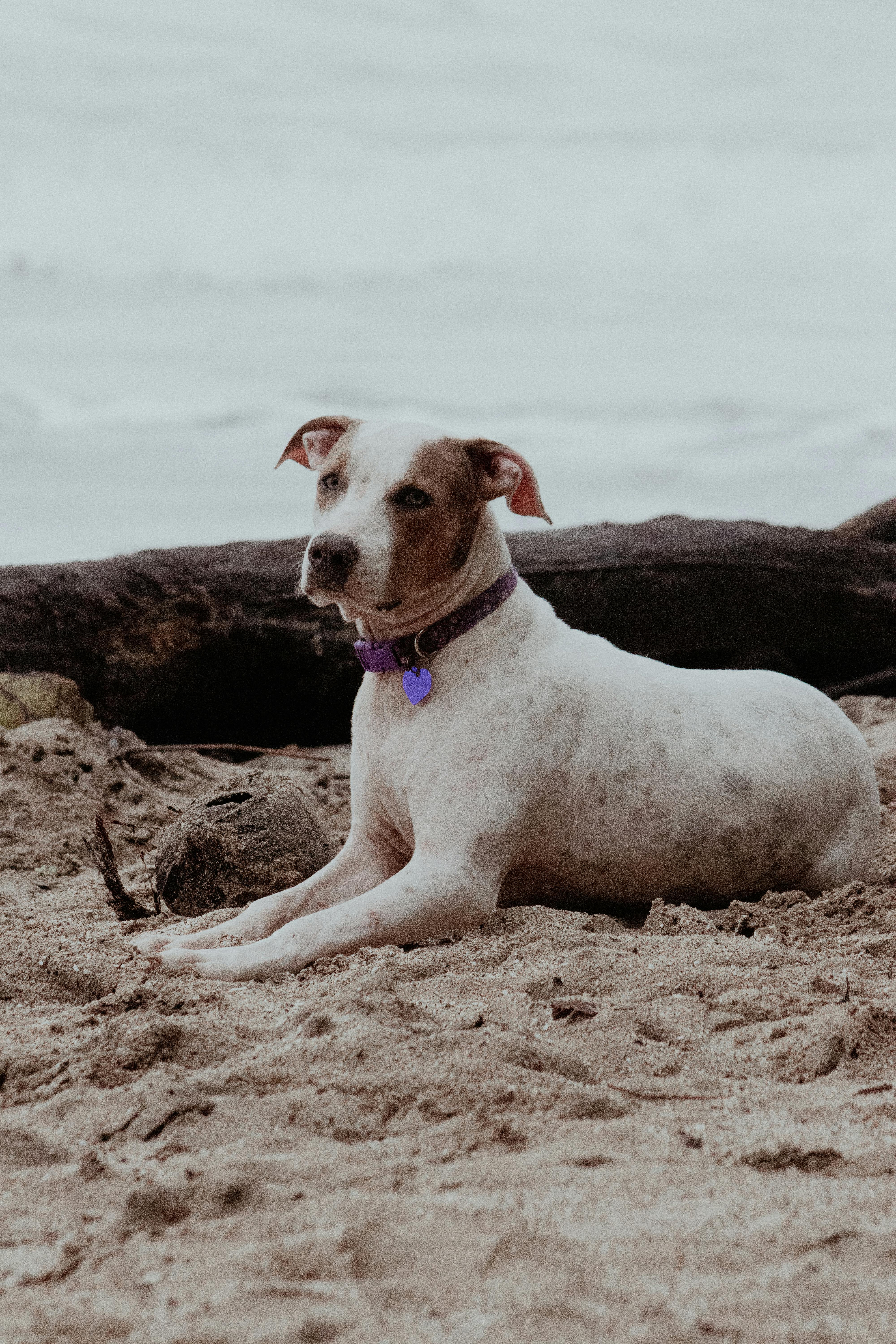 A calm pit bull lying on a sandy beach in Puntarenas, Costa Rica.
