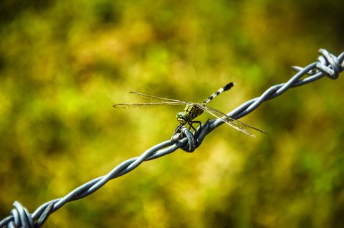 Free stock photo of dragonfly Stock Photo