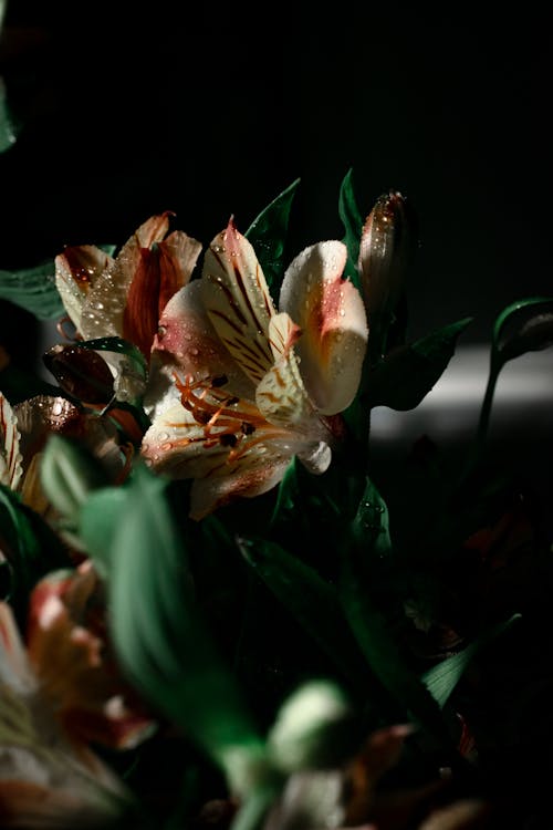 Foto d'estoc gratuïta de bonic fons, bonic fons de pantalla, camp de flors