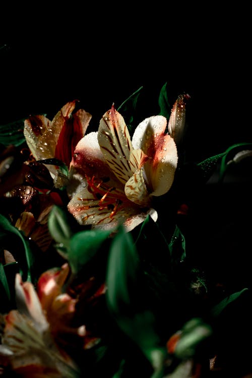 Photos gratuites de beau fond d'écran, champ de fleurs, fleurs colorées