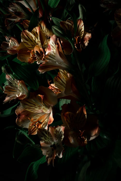 Free stock photo of 4k mobile wallpaper, 4k wallpaper, beautiful flowers