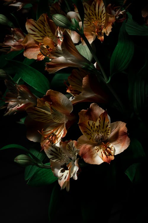 Free stock photo of 4k mobile wallpaper, 4k wallpaper, beautiful flowers