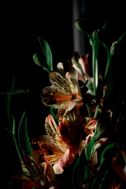 Photos gratuites de beau fond d'écran, champ de fleurs, fleurs colorées