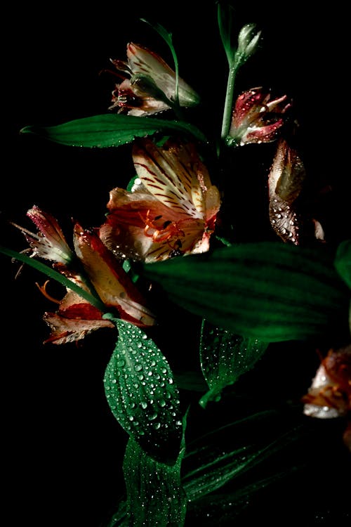 Photos gratuites de beau fond d'écran, champ de fleurs, fleurs colorées