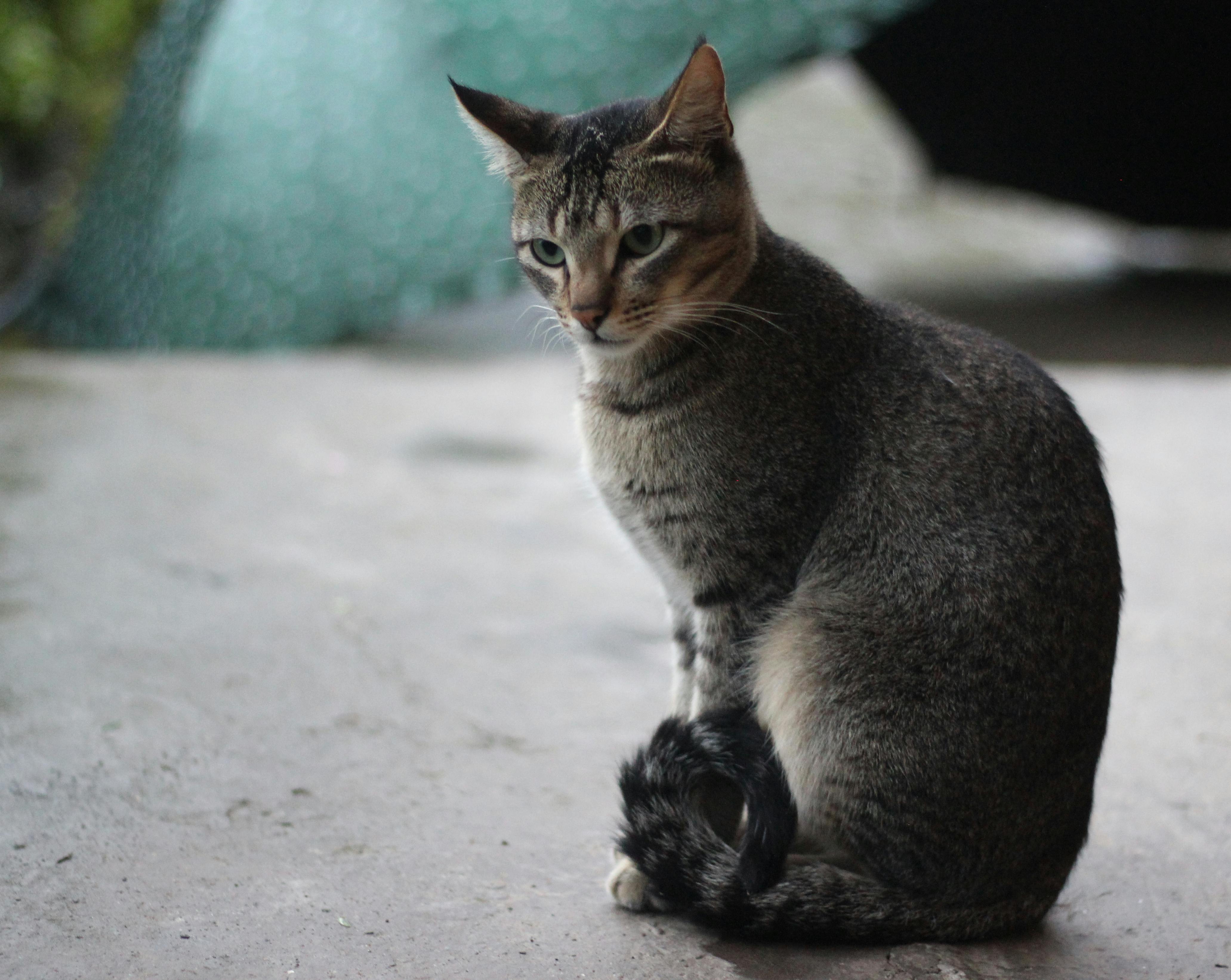 かわいい動物 ネコ 可愛い猫の無料の写真素材