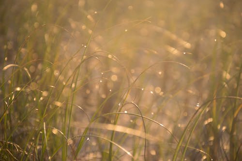 乾草地, 夏天, 日光 的 免费素材图片