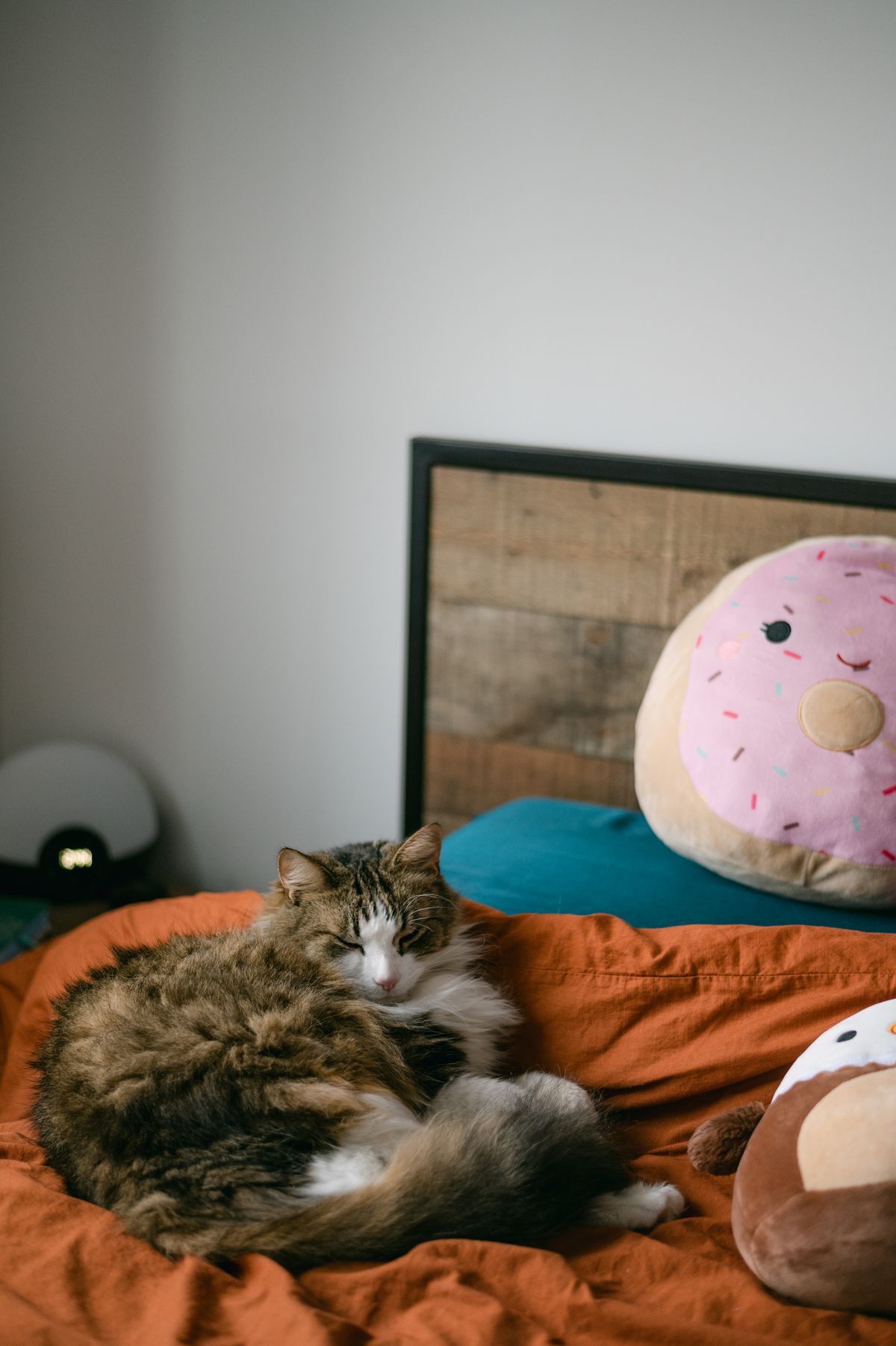 Fluffy cat curled up asleep on a bed near plush toys