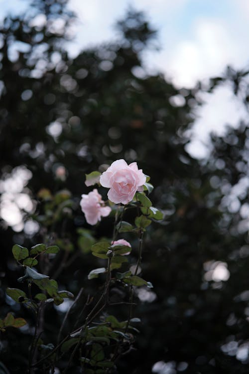 Flowers and Leaves