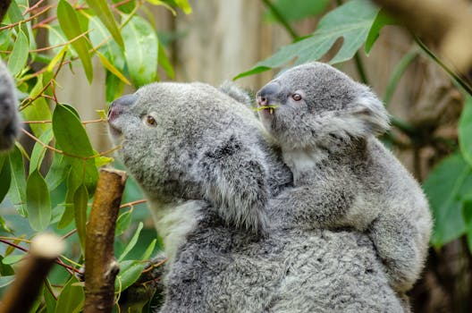 Koala Bear With Baby on Back