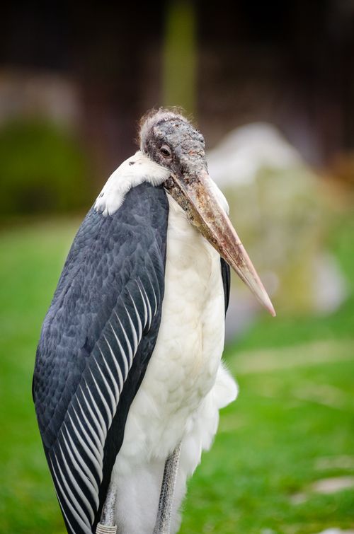 Free Detailed close-up of a Marabou Stork with intricate feather patterns in a serene outdoor setting. Stock Photo