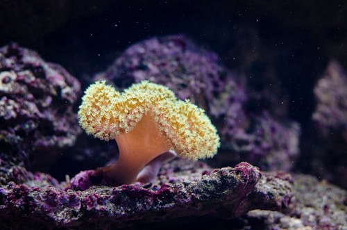 Photos gratuites de aquatique, corail de mer jaune, coraux