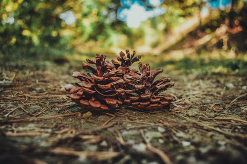 Pine Cones in Shallow Focus Lens
