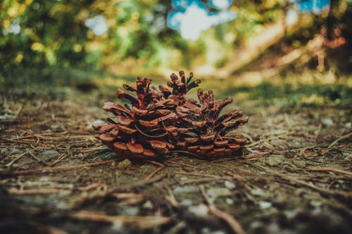 Pine Cones Trong ống Kính Lấy Nét Nông