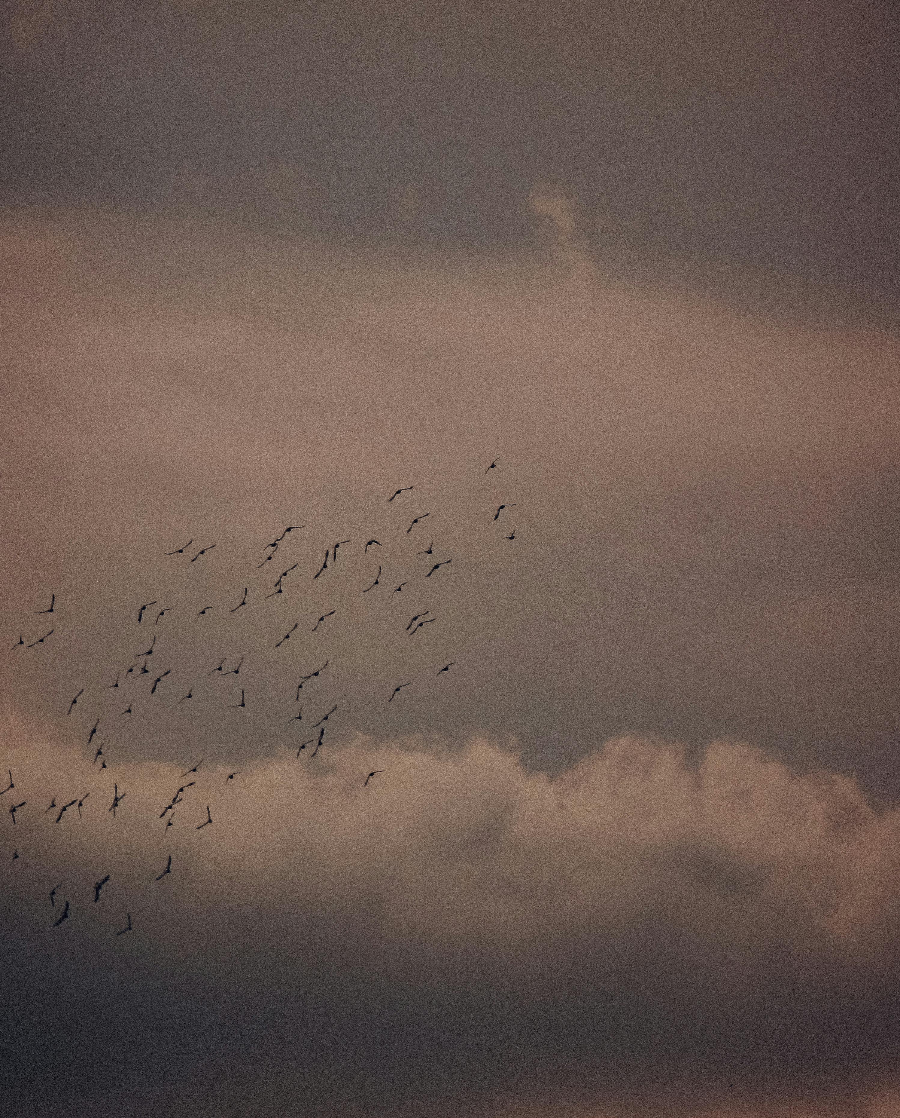 flock of birds flying amid clouds