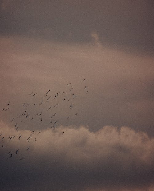 Flock of Birds Flying Amid Clouds