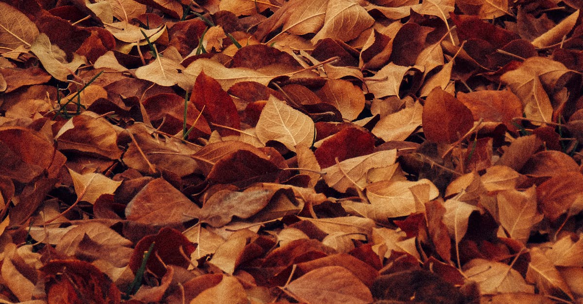 A Brown Fallen Leaves Free Stock Photo a-brown-fallen-leaves-free-stock-photo