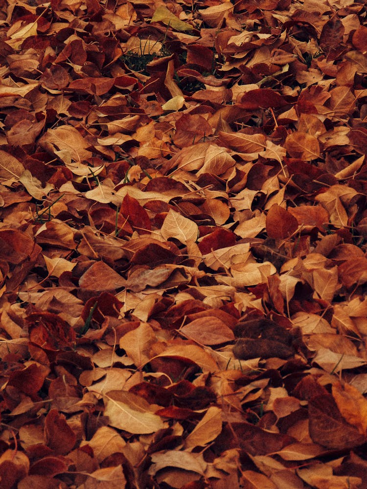 A Brown Fallen Leaves