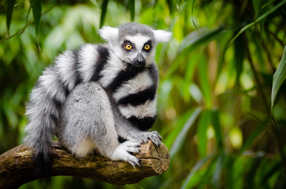 White and Black Animal Sitting on a Branch